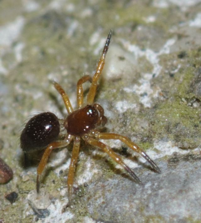 Euryopis episinoides - Rende (CS)